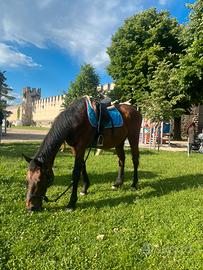 Cavallo