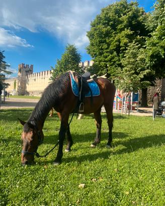 Cavallo
