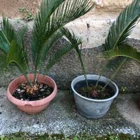 Cycas