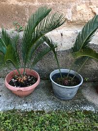 Cycas