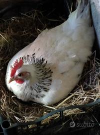 Coppia gallo gallina