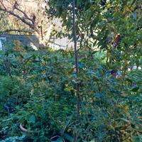 melograno dente di cavallo 