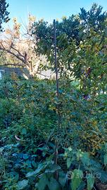 melograno dente di cavallo 