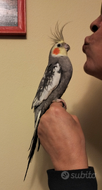 Calopsita allevata a mano