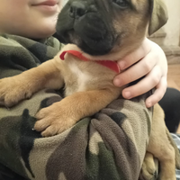 Cuccioli di bullmastiff
