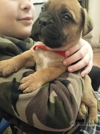 Cuccioli di bullmastiff