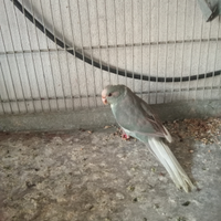 Kakariki