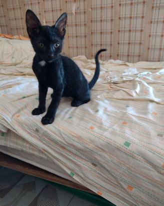 Splendida gattina di 2 mesi (Catania)