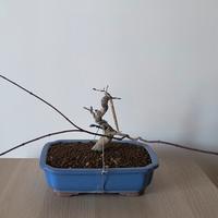 PREBONSAI DI ACERO DESHOJIO
