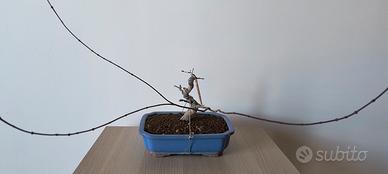 PREBONSAI DI ACERO DESHOJIO