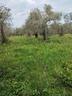oliveto-in-strada-vicinale-taniga-baldella