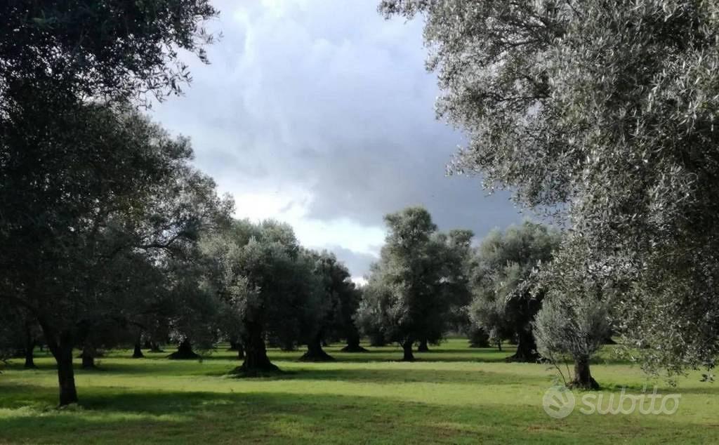 Immobile in asta di 15000 m² a Gioia Tauro - Vista 2