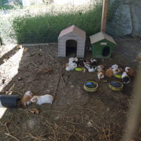 Porcellino d'india o cavia peruviana