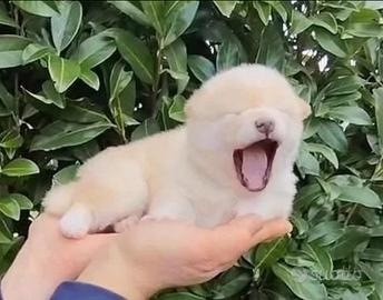 Meraviglioso cucciolo Shiba