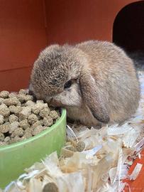 Ariete mini lop