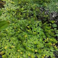 Pesci rossi, medaka e diverse piante acquatiche