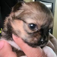 Cuccioli chihuahua