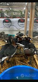 Coppia branta ruficollis
