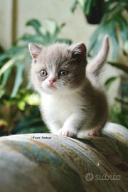 BRITISH SHORTHAIR cucciolo