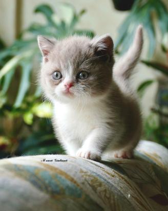 BRITISH SHORTHAIR cucciolo
