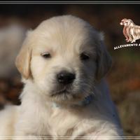 Golden Retriever: il cane di famiglia per eccellen