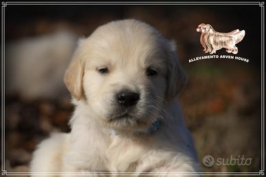 Golden Retriever: il cane di famiglia per eccellen