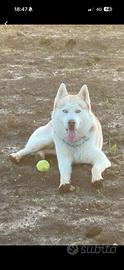 Husky