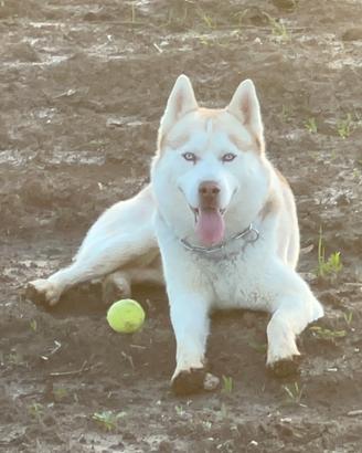 Husky