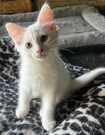 Gattino simil Siberiani maschio