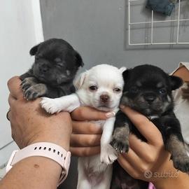 cuccioli chihuahua 