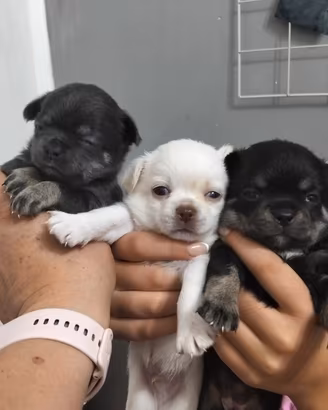 cuccioli chihuahua 