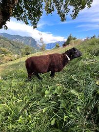 Montone razza Jura