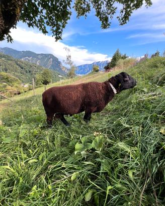 Montone razza Jura