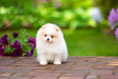 Spitz nano / Pomerania