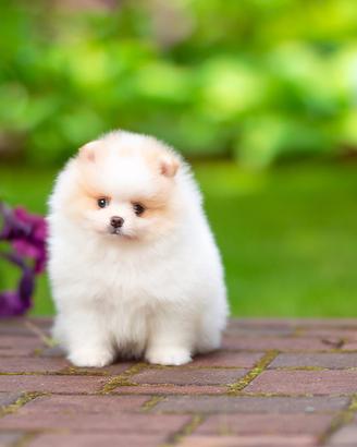 Spitz nano / Pomerania