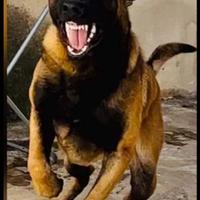 Malinois giardia estrema