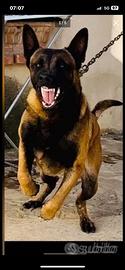 Malinois giardia estrema