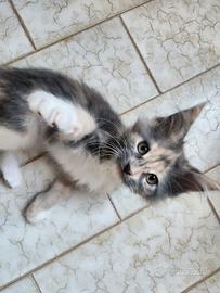 Maine Coon cucciola