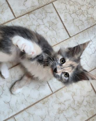 Maine Coon cucciola