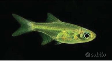 Microrasbora kubotai pesci acquario