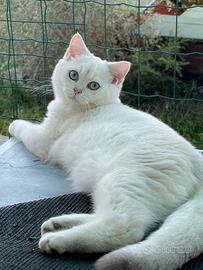 British shorthair