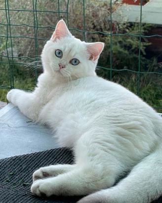 British shorthair