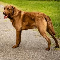 Chesapeake bay retriever