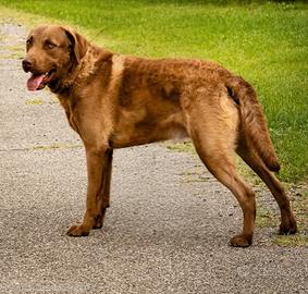 Chesapeake bay retriever