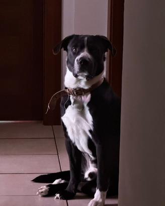 Cane famiglia