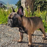 Bulldog Francese Femmina 6 Mesi pedigree ENCI