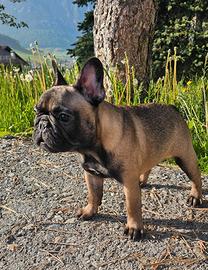 Bulldog Francese Femmina 8 Mesi pedigree ENCI