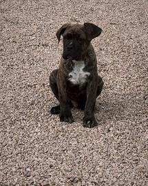 Cane corso