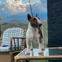 Bull terrier miniature