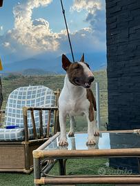 Bull terrier miniature